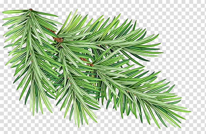 shortleaf black spruce columbian spruce balsam fir jack pine yellow fir, White Pine, Shortstraw Pine, Oregon Pine, Lodgepole Pine, Canadian Fir, Red Pine, Tree transparent background PNG clipart