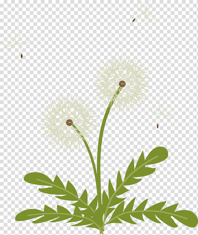 Drawing Of Family, Common Daisy, Oxeye Daisy, Seed Plants, Dandelion, Roman Chamomile, Chrysanthemum Indicum, Cartoon transparent background PNG clipart