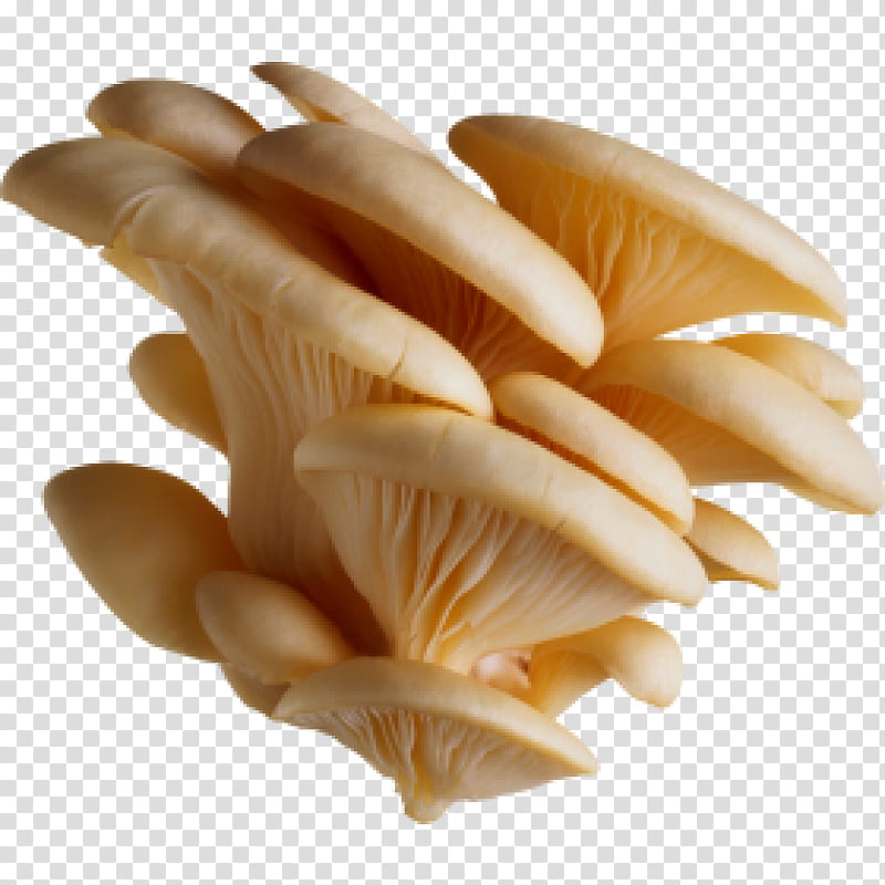 Mushroom, Oyster Mushroom, Edible Mushroom, Common Mushroom, Pleurotus Eryngii, Food, Fungus, Stuffed Mushrooms transparent background PNG clipart