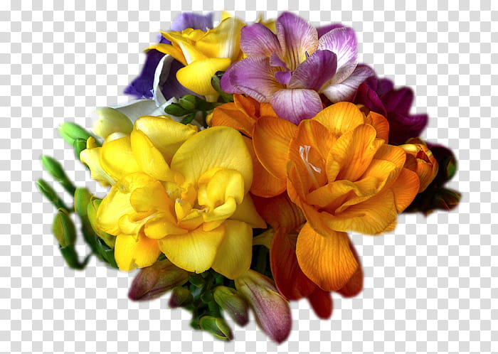 Flowers, Floral Design, Cut Flowers, March 1, Flower Bouquet, Freesia, Daffodil, Plants transparent background PNG clipart