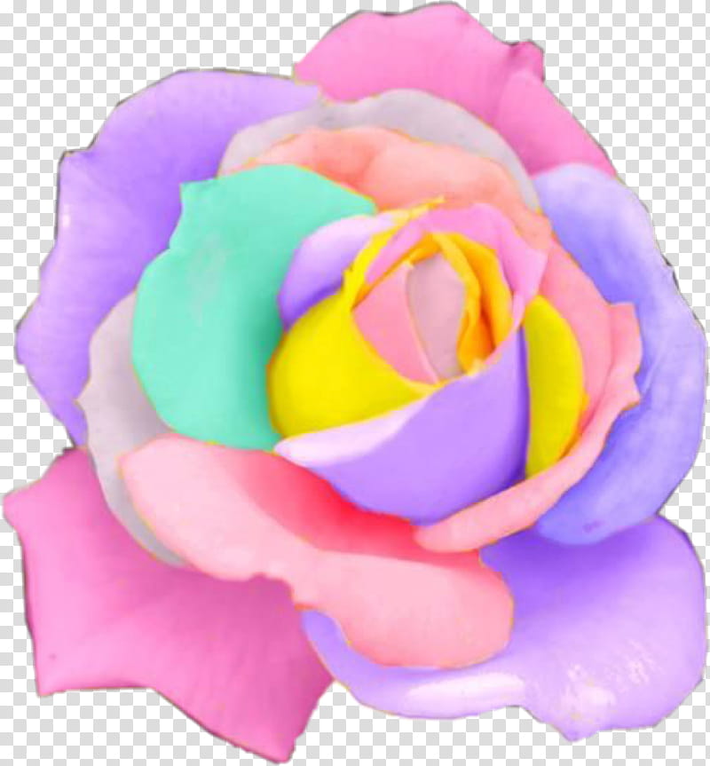 Rainbow Color, Rainbow Rose, Rare Holland Rainbow Rose Flower Seeds, Garden Roses, Pastel, 100 Seeds, Floral Design, Pink transparent background PNG clipart