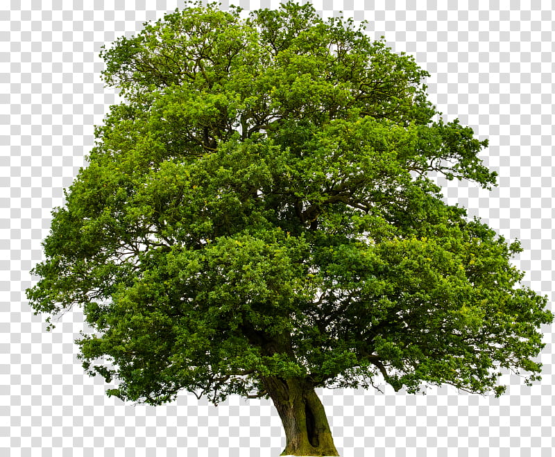 Arbor Day, Tree, Oak, Ulmus Minor, Ulmus Glabra, Wood, Forest, Ulmus Minor Atinia transparent background PNG clipart