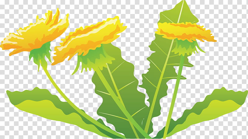 Leaf, Dandelion, Chrysanthemum, Common Sunflower, Plants, Element, Plant Stem, Calendula transparent background PNG clipart