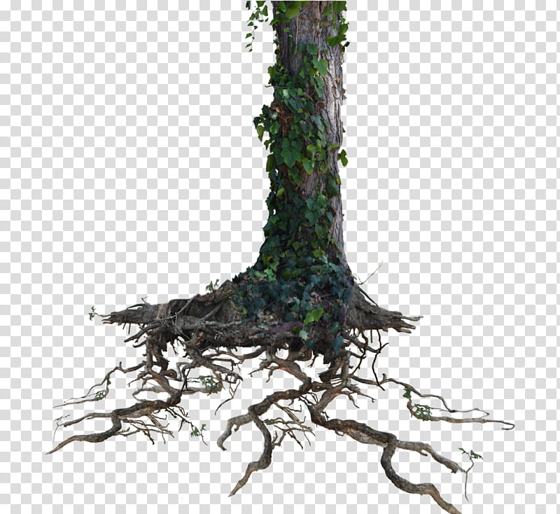 Tree Trunk Roots with Ivy , tree roots transparent background PNG clipart