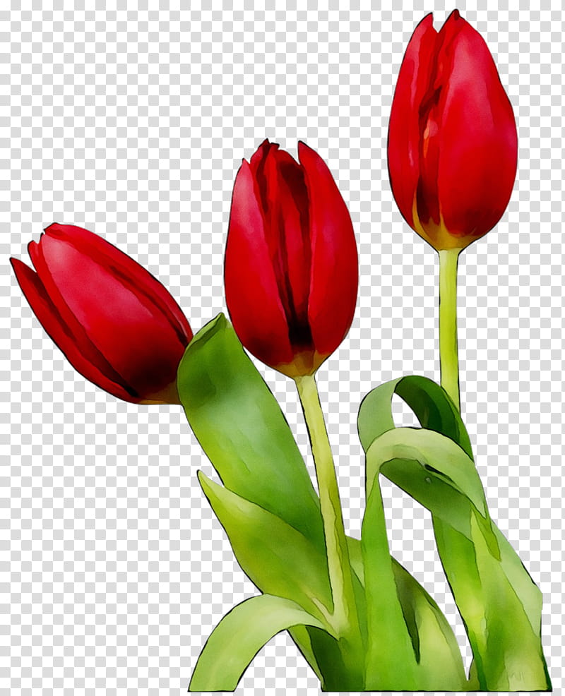 We Are Family, Tulip, Cartoon, Flower, Animation, Drawing, Painting, Blog transparent background PNG clipart