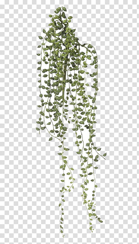 Ivy Leaf, Vignette Room, Interior Design Services, Stringofpearls, Houseplant, Plants, Furniture, Living Room transparent background PNG clipart