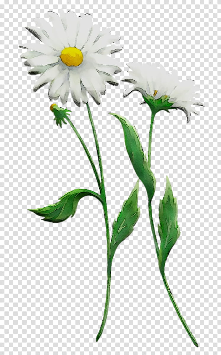Flowers, Chrysanthemum, Oxeye Daisy, Roman Chamomile, Cut Flowers, Plant Stem, Petal, Annual Plant transparent background PNG clipart