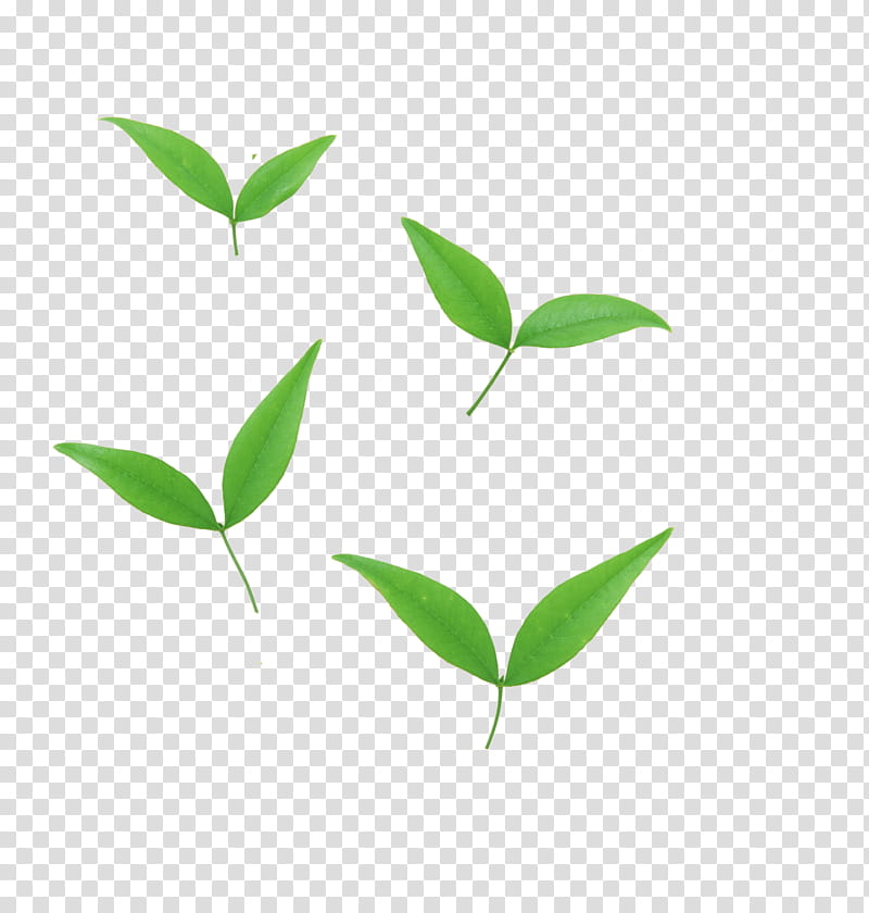 , four green leaves art transparent background PNG clipart