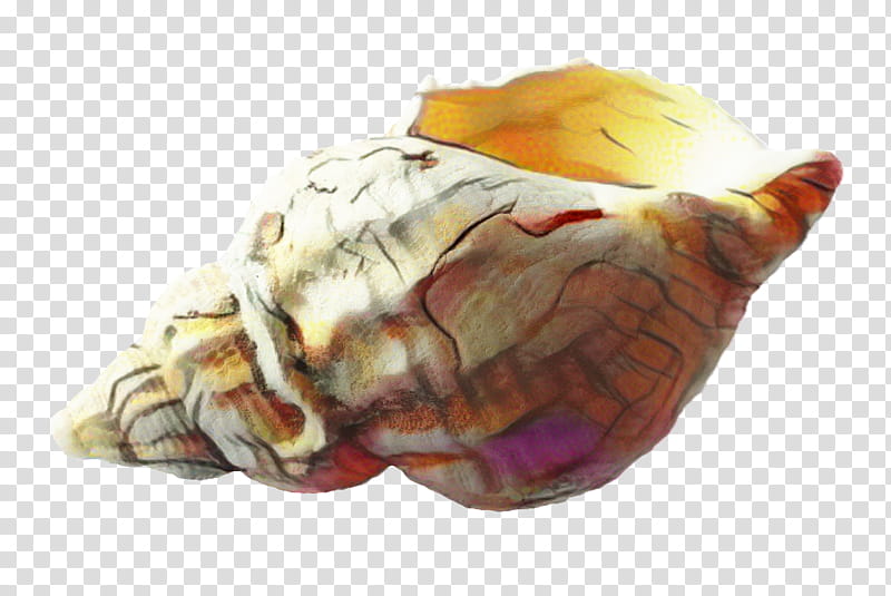 Snail, Seashell, Conch, Mollusc Shell, Mussel, Shore, Beach, Mollusca transparent background PNG clipart