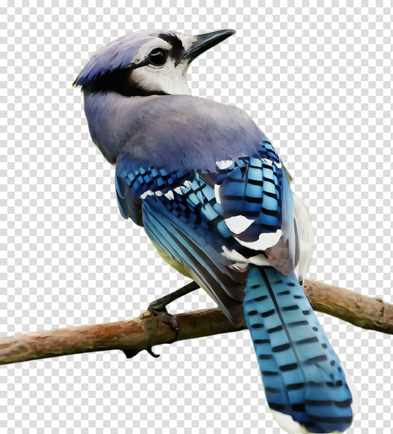 bird blue jay jay beak coraciiformes, Watercolor, Paint, Wet Ink, Perching Bird, Songbird, Branch transparent background PNG clipart