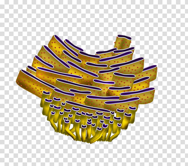 Rough Endoplasmic Reticulum Yellow, Smooth Endoplasmic Reticulum, Cell, Organelle, Ribosome, Golgi Apparatus, Biology, Protein transparent background PNG clipart