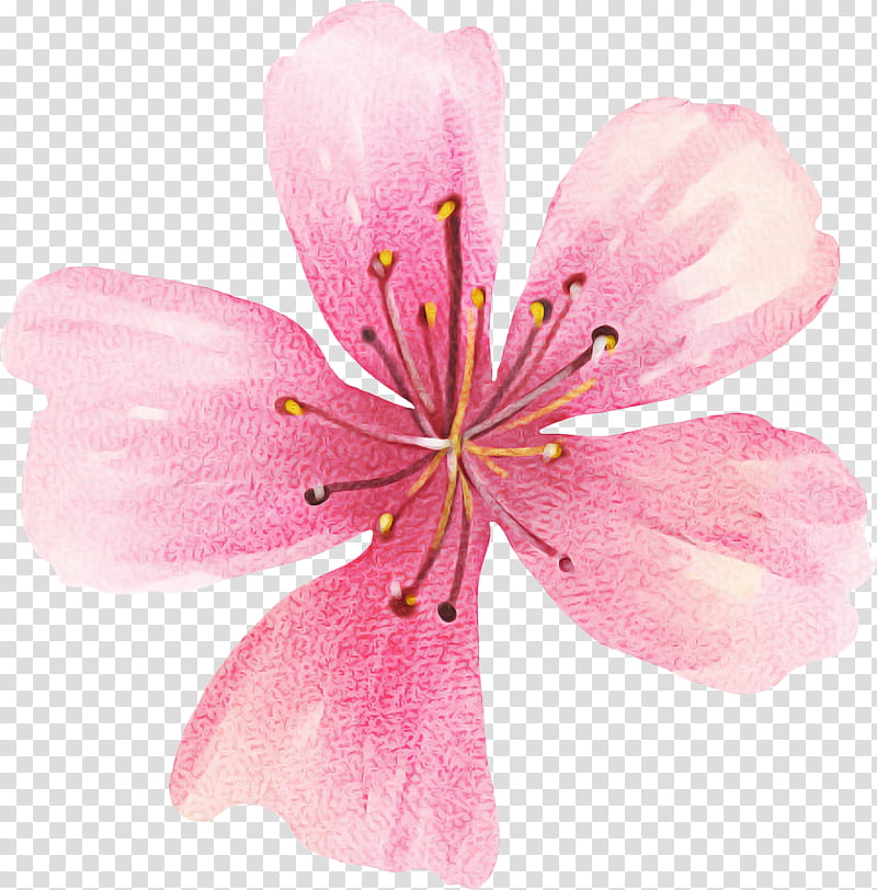 Cherry Blossom, Pink, Stau150 Minvuncnr Ad, Petal, Flower, Cut Flowers, Geraniums, Color transparent background PNG clipart