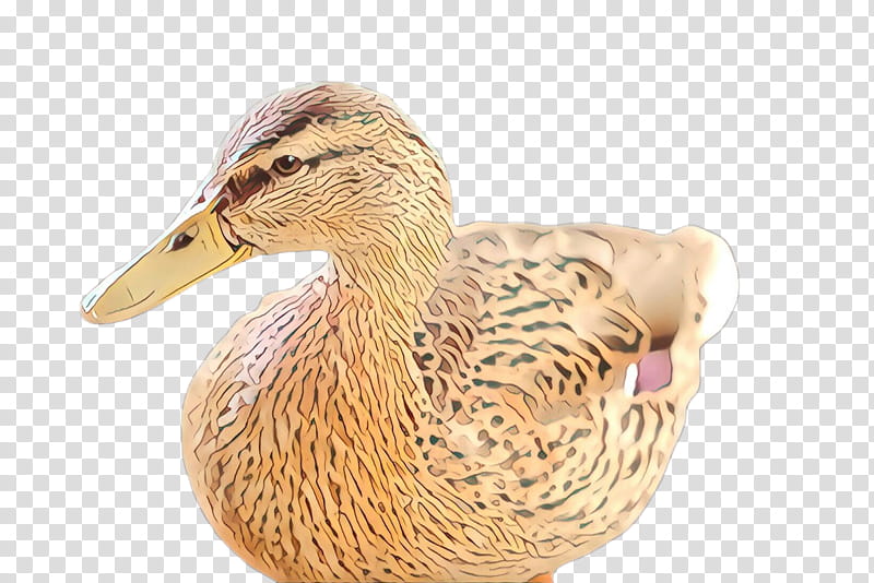 duck bird water bird ducks, geese and swans mallard, Ducks Geese And Swans, Waterfowl, Beak, American Black Duck, Live, Goose transparent background PNG clipart