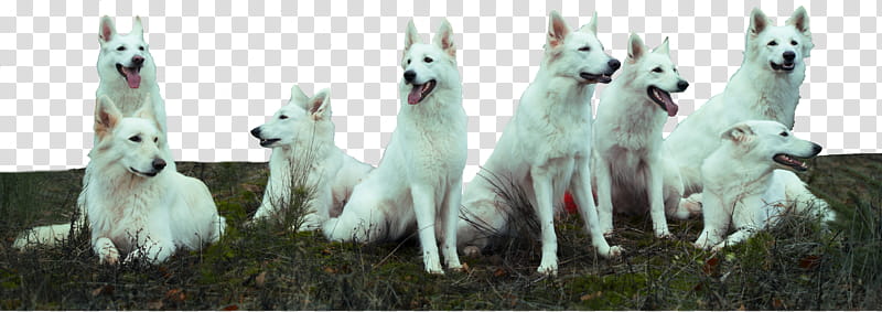 Herd of White Shepherds , white dogs resting on the grass transparent background PNG clipart