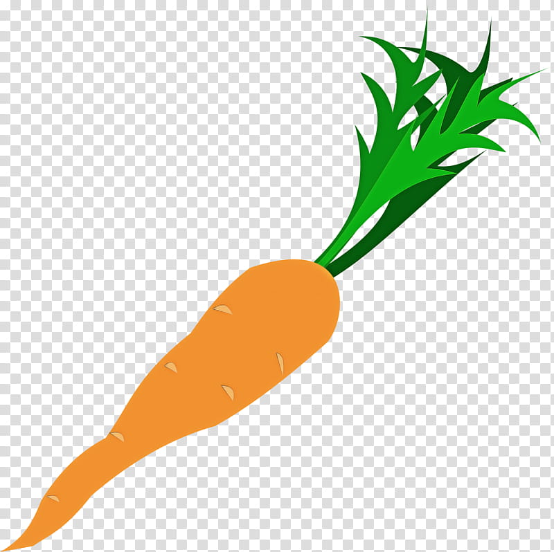 carrot root vegetable vegetable radish baby carrot, Plant, Tuber transparent background PNG clipart