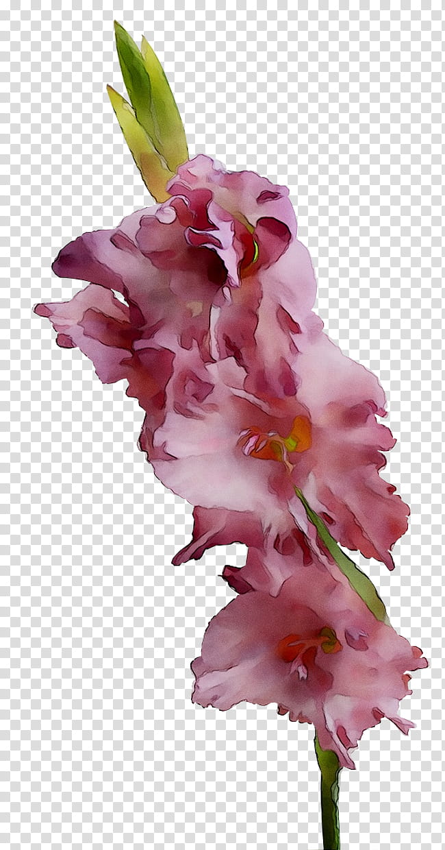 Pink Flower, Gladiolus, Cut Flowers, Pink M, Rtv Pink, Plant, Petal, Iris Family transparent background PNG clipart