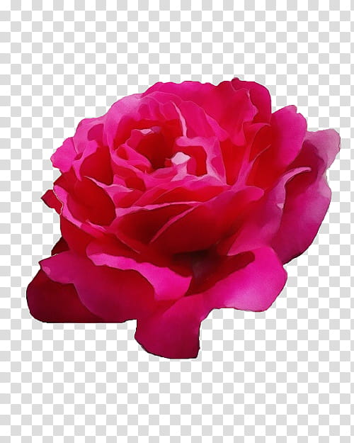 Rose Gold Flower, Watercolor, Paint, Wet Ink, Garden Roses, Cabbage Rose, Floribunda, China Rose transparent background PNG clipart