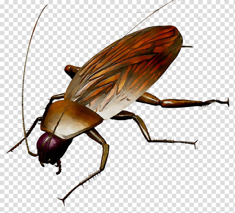Rat, Cockroach, Insect, Bedbug, Vermin, Price, Pest Control, Diens transparent background PNG clipart