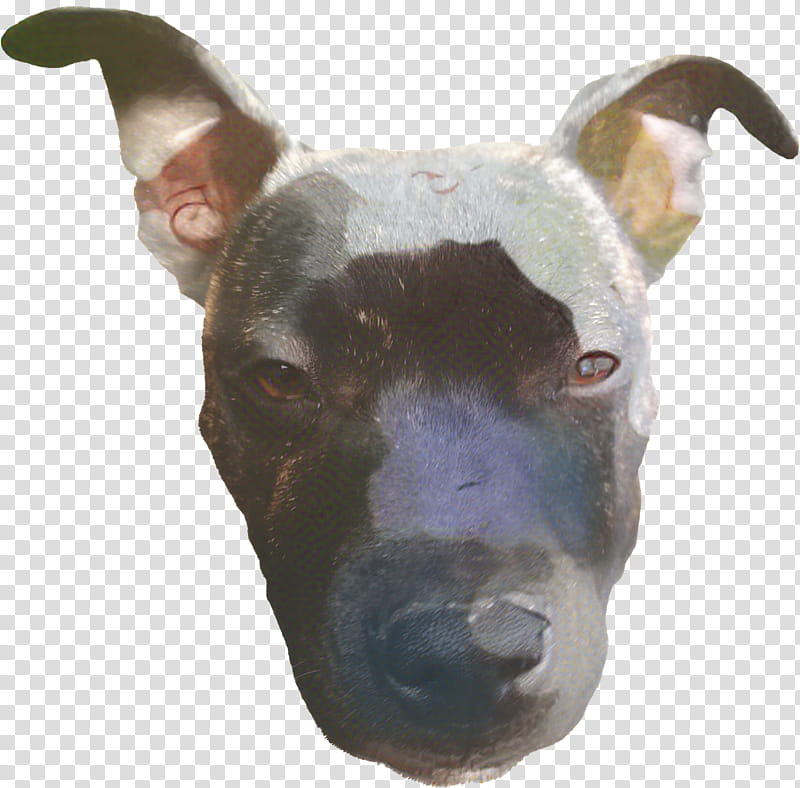 Cartoon Dog, Bull Terrier, Miniature Bull Terrier, American Pit Bull Terrier, Old English Terrier, Snout, Breed, Head transparent background PNG clipart