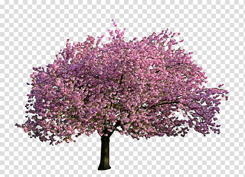 Cherry Blossom Tree Drawing, Paper, Airplane, Aviation, Sikorsky S76, Boeing, Helicopter, Boeing 737 transparent background PNG clipart