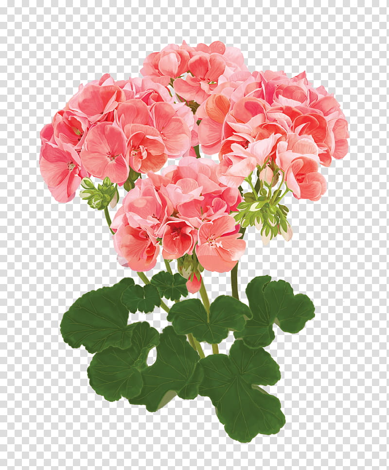 Flowers , pink rose artwork transparent background PNG clipart