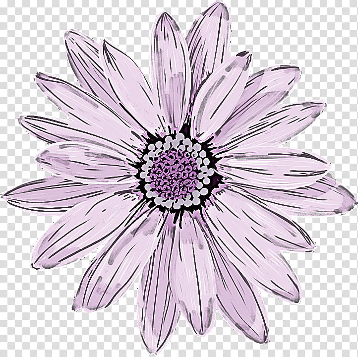 flower petal african daisy pink plant, Gerbera, Violet, Lilac, Purple, Blackandwhite transparent background PNG clipart