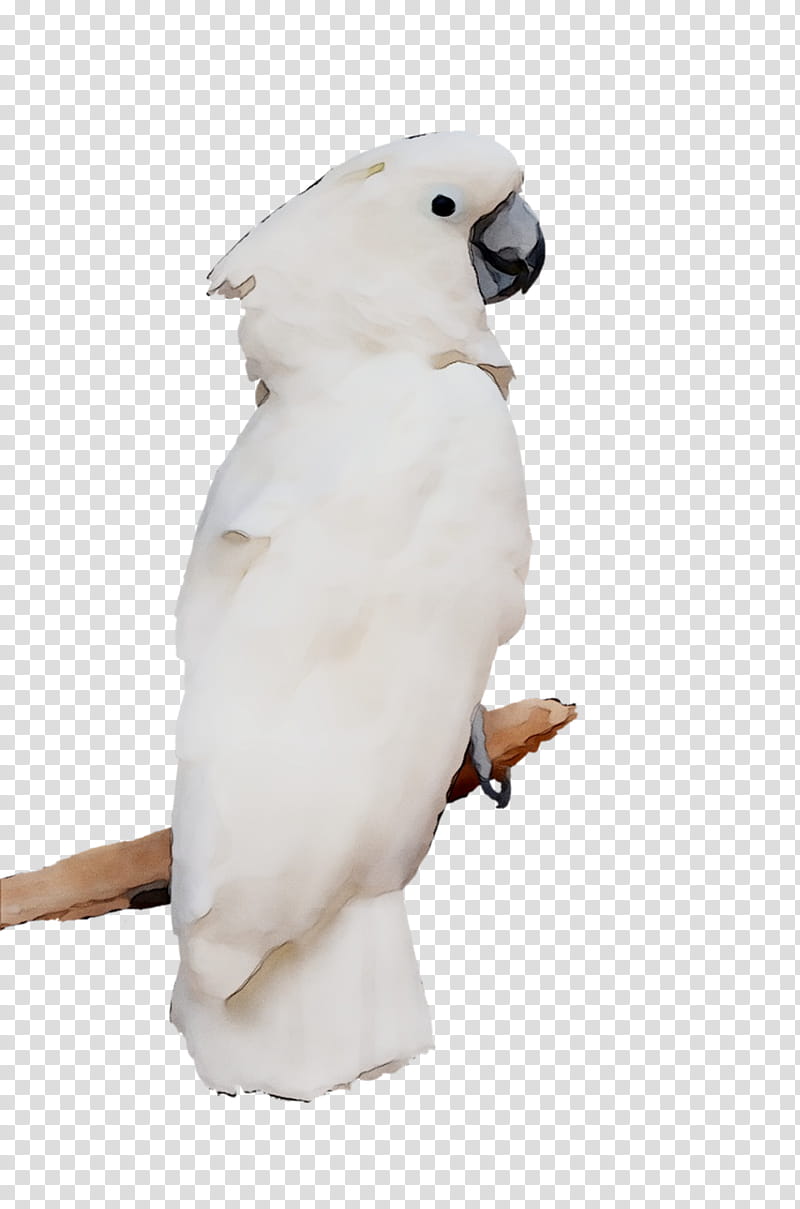 Bird Parrot, Sulphurcrested Cockatoo, Beak, Neck, Feather, White, Animal Figure transparent background PNG clipart