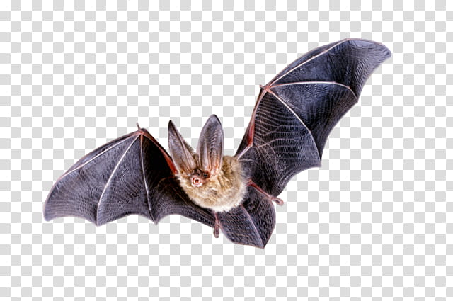 Bats, Northern Longeared Myotis, Bat Flight, Brown Longeared Bat, Whitenose Syndrome, Grey Longeared Bat, Mouseeared Bats, Plant transparent background PNG clipart