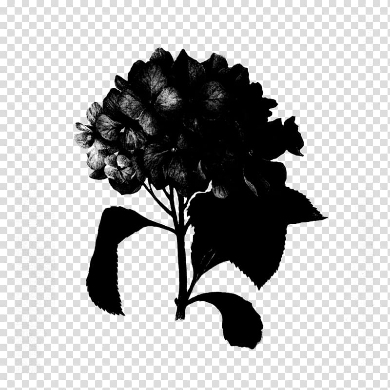 Hydrangea Tattoo Symbolism Meanings  More