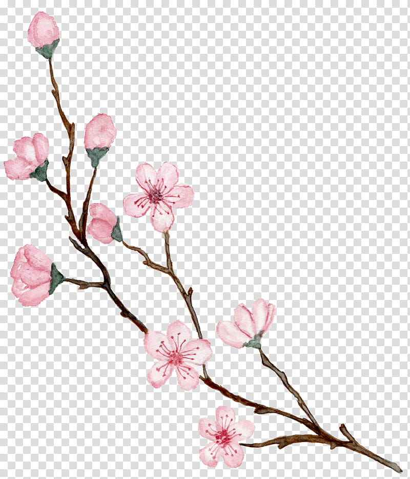 Cherry Blossom, Drawing, Watercolor Painting, Flower, Peach, Pink, Floral Design, Branch transparent background PNG clipart
