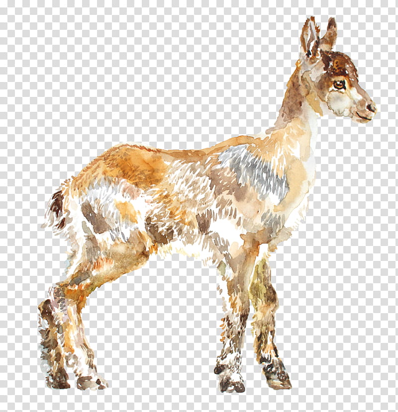 Goat, Cattle, Antelope, Wild Boar, Deer, Drawing, Animal, Flora transparent background PNG clipart