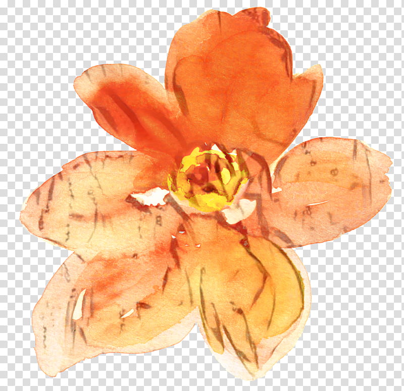 Lily Flower, Petal, Cut Flowers, Orange, Plant, Daylily, Watercolor Paint, Peach transparent background PNG clipart