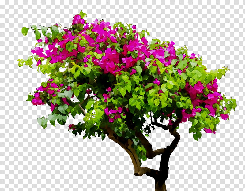 Floral Flower, Floral Design, Cut Flowers, Annual Plant, Shrub, Plants, Houseplant, Bougainvillea transparent background PNG clipart