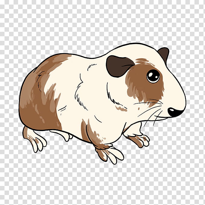 Pig, Guinea Pig, Drawing, Tutorial, Painting, Cuteness, Howto, Line Art transparent background PNG clipart