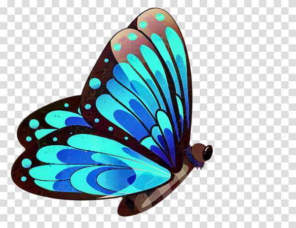 Monarch Butterfly, Glasswing Butterfly, Insect, Queen Alexandras Birdwing, Butterflies, Milkweed Butterflies, Lepidoptera, Blue transparent background PNG clipart