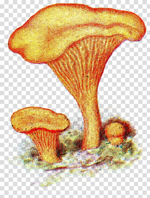 Mushroom, Cantharellus Cibarius, Chanterelle, Agaricomycetes, Fungus, Basidiomycetes, Iduns Kokbok, Pileus transparent background PNG clipart