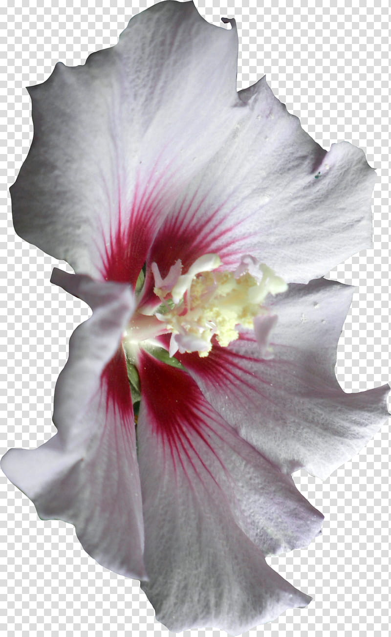 Pink Hibiscus Flower , white and pink mallow flower art transparent background PNG clipart