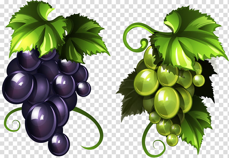 Drawing Of Family, Common Grape Vine, Wine, Sultana, Raisin, White Wine, Zante Currant, Fruit transparent background PNG clipart