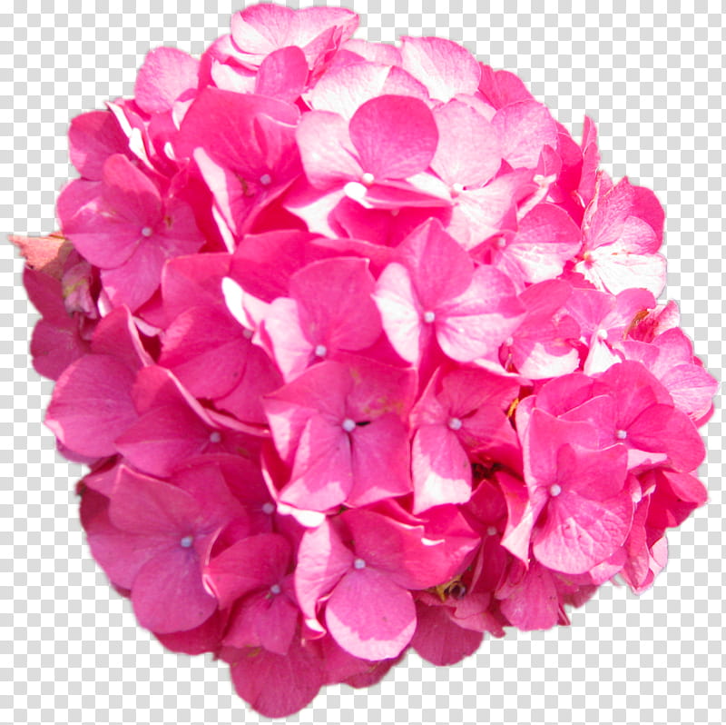 Pink Flower, French Hydrangea, Petal, Rose, Cut Flowers, Marigold, Plants, Flores De Corte transparent background PNG clipart