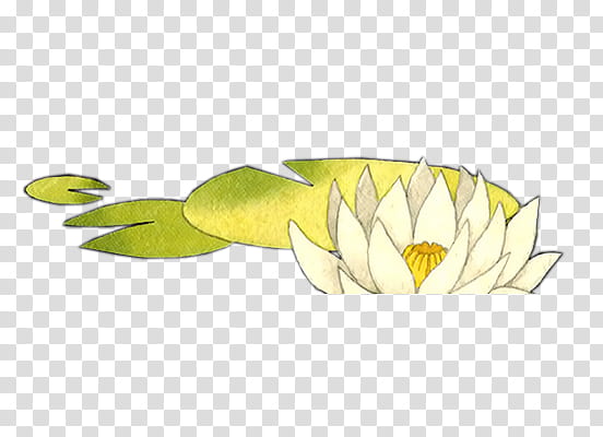 Goldfishes and lotus xp, white petaled flower art transparent background PNG clipart