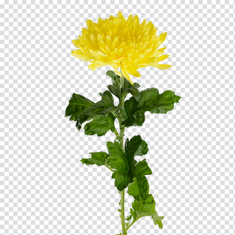 Drawing Of Family, Crown Daisy, Yellow, Flower, Oxeye Daisy, Cut Flowers, White, Roman Chamomile transparent background PNG clipart