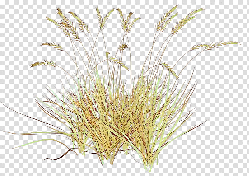 Drawing Of Family, Grasses, Ornamental Grass, Ornamental Plant, Blog, Fountain Grass, Plants, Grass Family transparent background PNG clipart