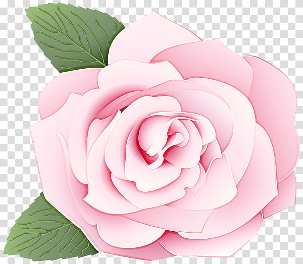 Garden roses, Flower, Pink, Petal, Rose Family, Plant, Floribunda, Hybrid Tea Rose transparent background PNG clipart