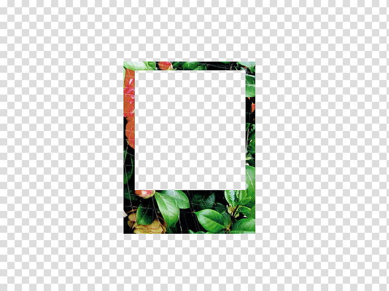 Eye Of Flower s, green and red leaf print frame transparent background PNG clipart