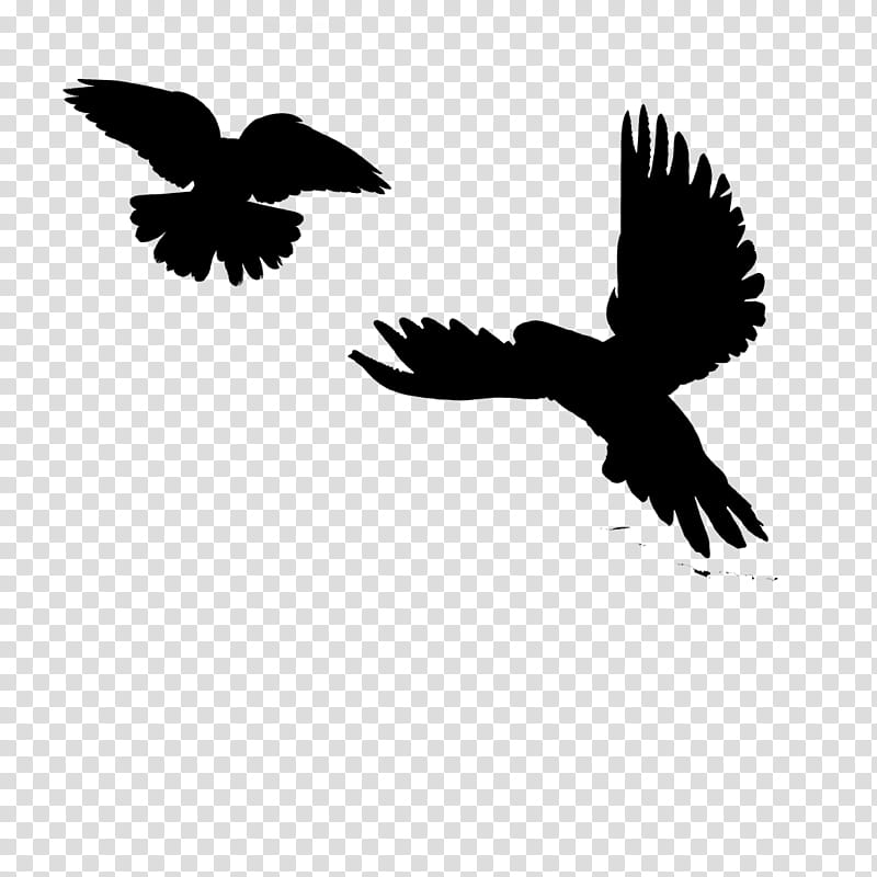 Eagle Logo, Silhouette, Bird, Pigeons And Doves, Black White M, Beak, Feather, Wing transparent background PNG clipart