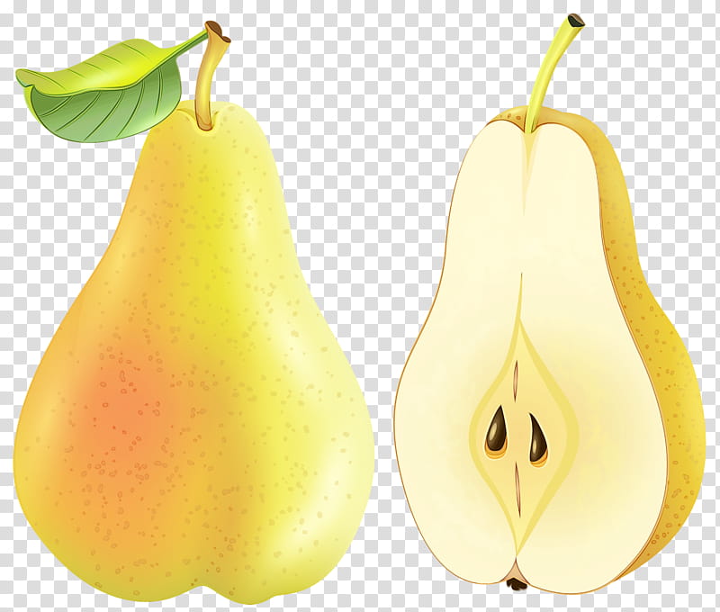 pear pear plant tree fruit, Watercolor, Paint, Wet Ink, Accessory Fruit, Food, Nepenthes transparent background PNG clipart