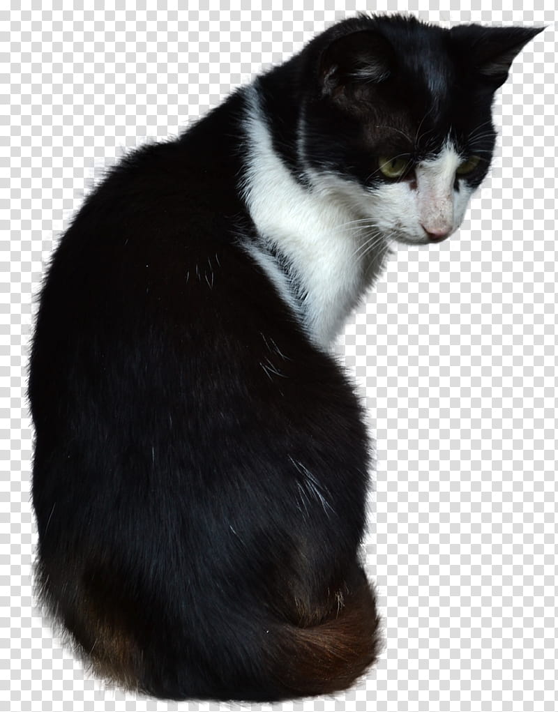 Cat, short-furred black and white cat transparent background PNG clipart