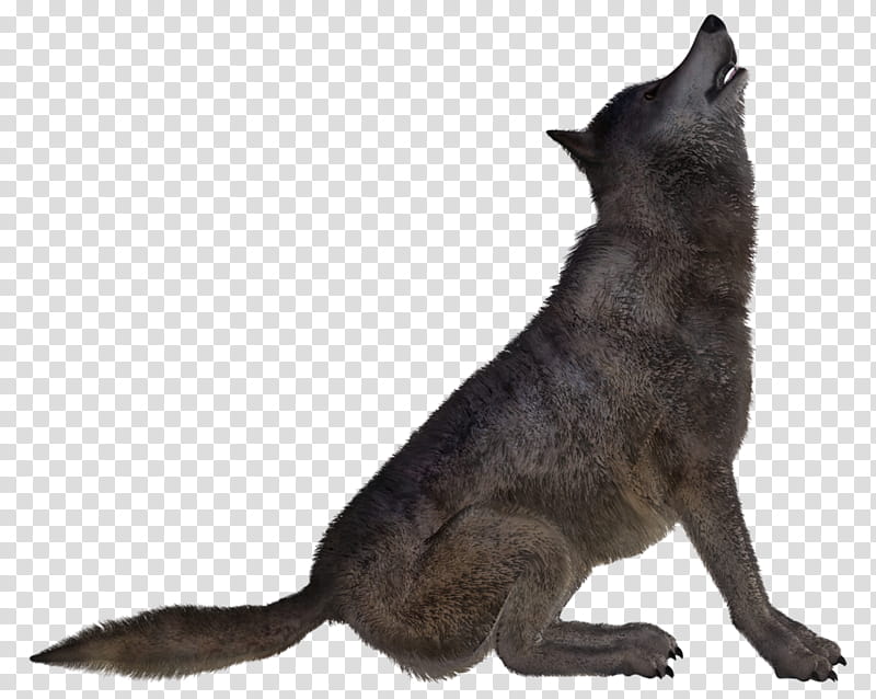 Wolf Poses , gray wolf art transparent background PNG clipart