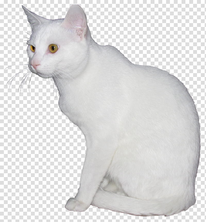 CC, short-fur white cat transparent background PNG clipart