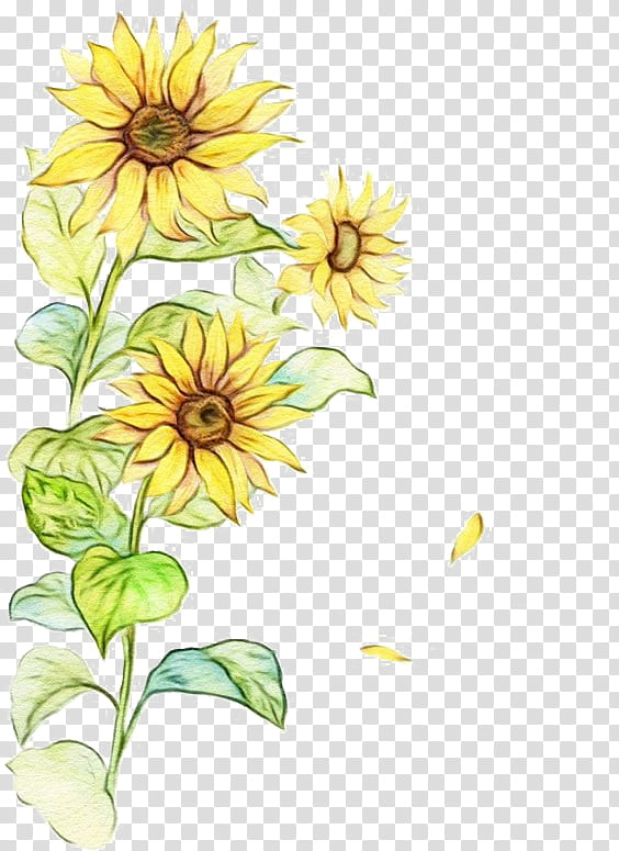 Watercolor Flower, Paint, Wet Ink, Watercolor Sunflower, Watercolor Painting, Common Sunflower, Drawing, Yellow transparent background PNG clipart